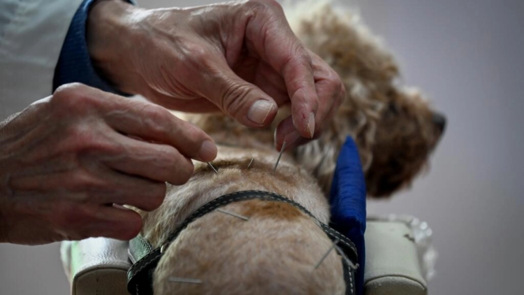 Acupuntura para animales, una tendencia creciente en Pekín