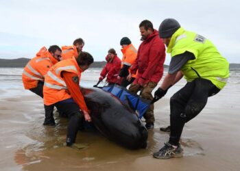 Carrera contrarreloj para salvar a ballenas varadas en playa de Australia