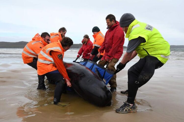 Carrera contrarreloj para salvar a ballenas varadas en playa de Australia