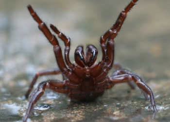 Guriurius minuano se convierte en la especie de araña número 50.000 registrada