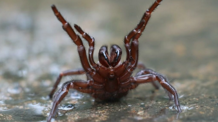 Guriurius minuano se convierte en la especie de araña número 50.000 registrada