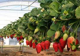 El Gobierno ajusta gravamen arancelario a la importación de papa, tomate, cebolla y frutilla
