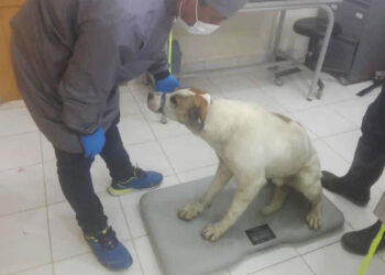 El ‘perrito carnavalero’ está en custodia de la Alcaldía de Oruro