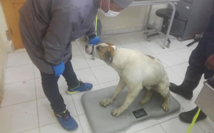 El ‘perrito carnavalero’ está en custodia de la Alcaldía de Oruro