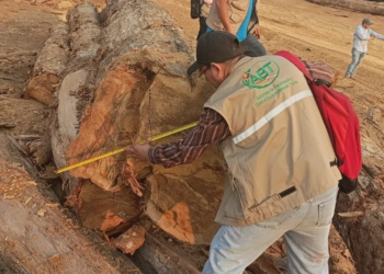 La ABT incauta gran cantidad de madera en una playa de acopio ilegal en Ixiamas