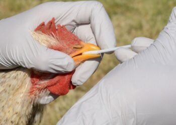 EEUU en alerta ante presencia de gripe aviar en tres granjas