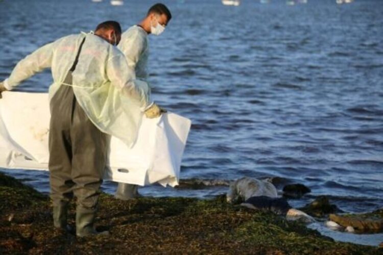 Diecisiete cadáveres de migrantes, arrojados por el mar frente a costas de Túnez