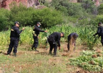 Cuerpos de seguridad de Perú destruyeron 80.000 plantas de marihuana
