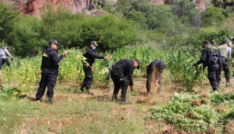 Cuerpos de seguridad de Perú destruyeron 80.000 plantas de marihuana