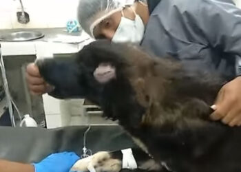 Un perro sale herido al evitar que su dueña sea atacada con cuchillo por su expareja