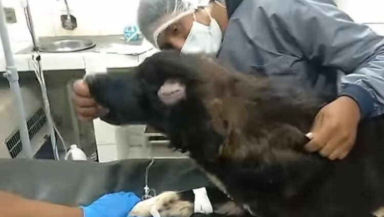 Un perro sale herido al evitar que su dueña sea atacada con cuchillo por su expareja