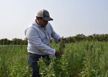 Lanzarán dos nuevas variedades de quinua tropicalizada para extender su cultivo en Santa Cruz