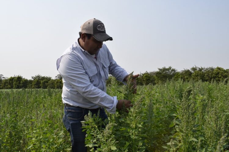 Lanzarán dos nuevas variedades de quinua tropicalizada para extender su cultivo en Santa Cruz