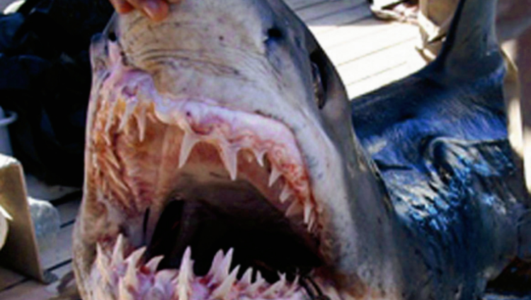 Dos turistas europeas muertas en ataque de tiburón en Egipto