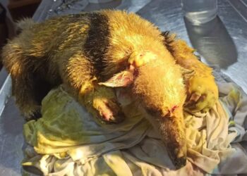Cientos de animales son afectados por un incendio en la laguna Sucuará, Santa Cruz