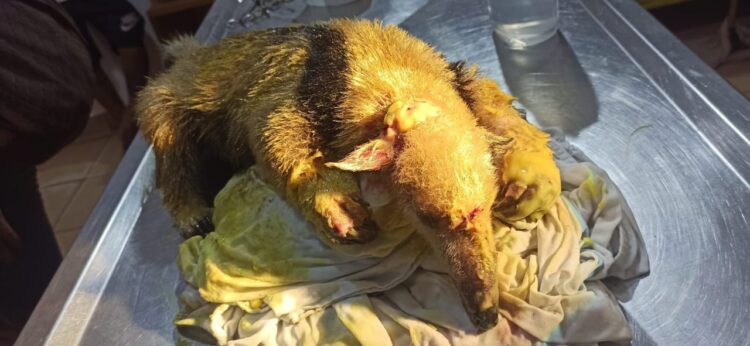 Cientos de animales son afectados por un incendio en la laguna Sucuará, Santa Cruz