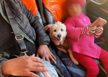 Ocho empresas de buses interdepartamental permiten el viaje de personas junto a sus mascotas
