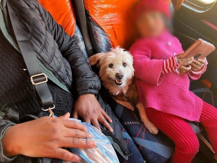 Ocho empresas de buses interdepartamental permiten el viaje de personas junto a sus mascotas