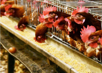 Se recupera la demanda de carne de pollo, pero baja la de huevo