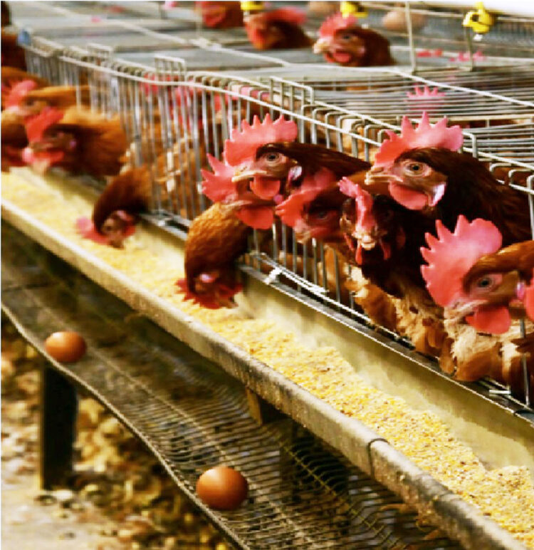 Se recupera la demanda de carne de pollo, pero baja la de huevo