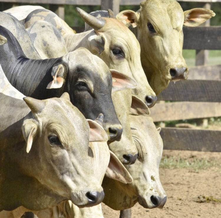 Producción de carne de res creció 10,5% en 2021