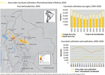 La Unodc reitera en reporte de 2022 que los cultivos de coca en Bolivia crecieron en 15% en 2020