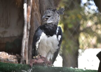 Denuncian muertes de animales en Vesty Pakos, la Alcaldía niega negligencia