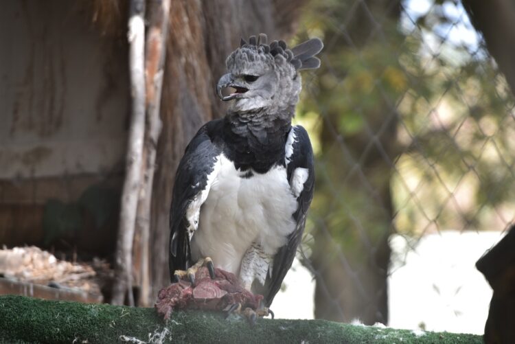 Denuncian muertes de animales en Vesty Pakos, la Alcaldía niega negligencia