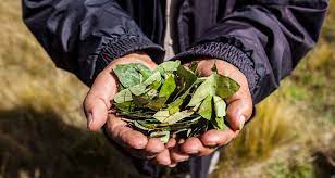 Exportarán 100 kilos de coca a Australia para estudio de fabricación de anestesia