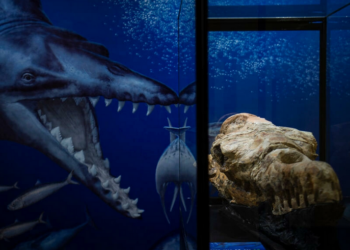 Identificados los restos de una ballena de hace 36 millones de años hallados en Perú