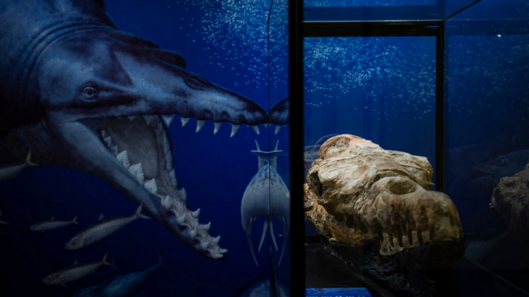Identificados los restos de una ballena de hace 36 millones de años hallados en Perú