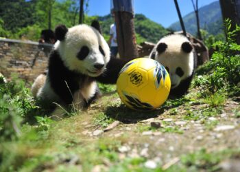 China regala a Qatar dos pandas gigantes con motivo del Mundial de fútbol