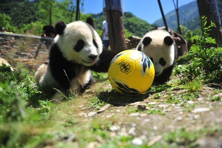 China regala a Qatar dos pandas gigantes con motivo del Mundial de fútbol