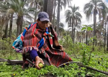 Janchicoco, patrimonio alimentario boliviano
