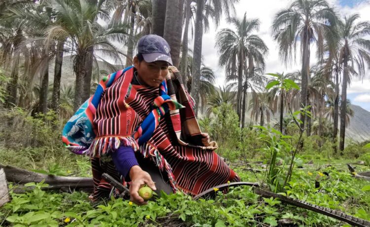 Janchicoco, patrimonio alimentario boliviano