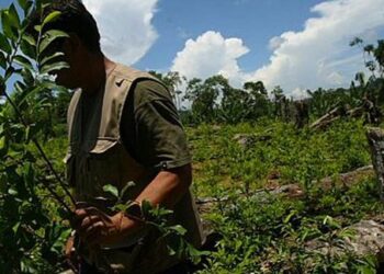 Perú erradicó más de 10.000 hectáreas de hojas de coca en primer semestre