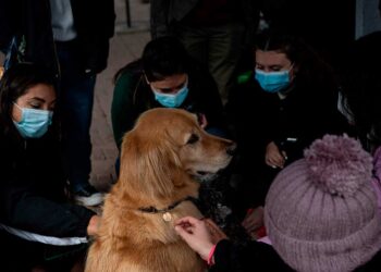 En retorno a clases marcado por la violencia en Chile, perros ayudan a aliviar el estrés