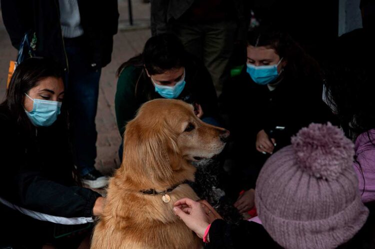 En retorno a clases marcado por la violencia en Chile, perros ayudan a aliviar el estrés
