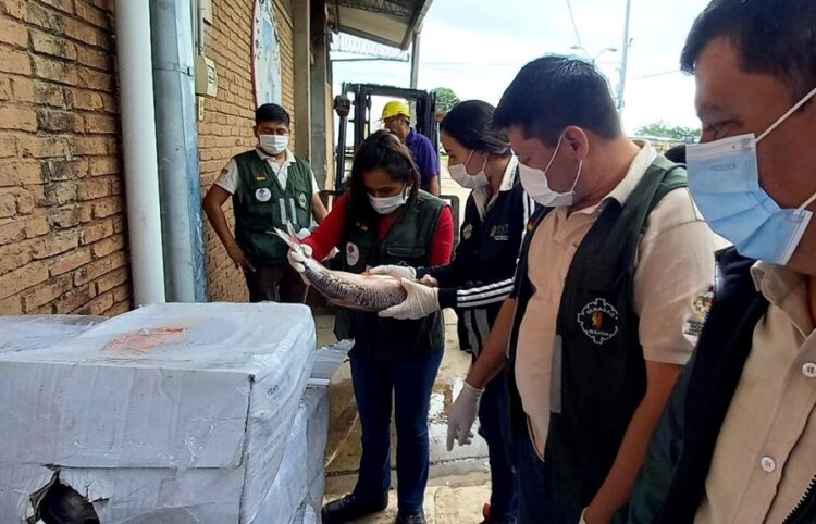 Aduana Nacional y Senasag comisaron 16 toneladas de pescado
