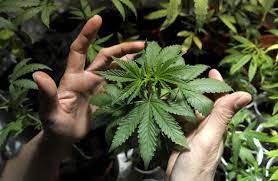 Tribunal de Brasil autoriza a tres pacientes cultivar cannabis con fines medicinales