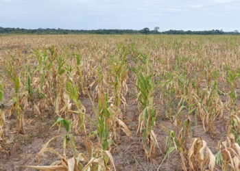Anapo reporta 45.000 hectáreas de siembra perdidas y 493.000 afectadas por sequía y heladas