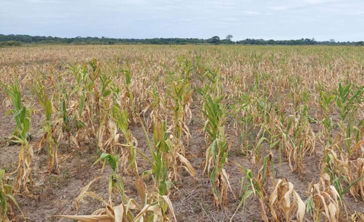 Anapo reporta 45.000 hectáreas de siembra perdidas y 493.000 afectadas por sequía y heladas