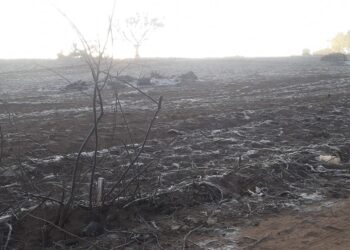 Heladas afectan la producción en el altiplano. Foto: Redes Sociales