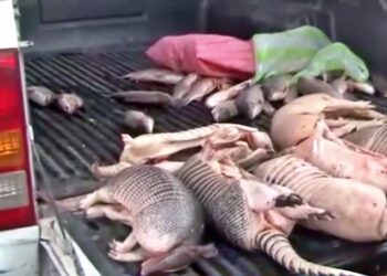 Los armadillos decomisados por los funcionarios. Foto: Captura Unitel