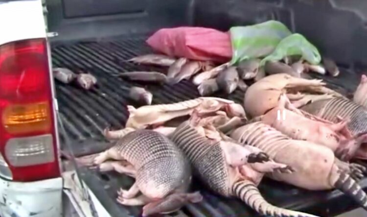 Los armadillos decomisados por los funcionarios. Foto: Captura Unitel