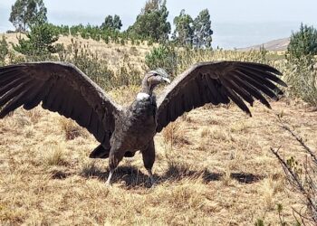 El cóndor andino Jach'a vuelve a su casa. Foto: Gobernacion de Cochabamba