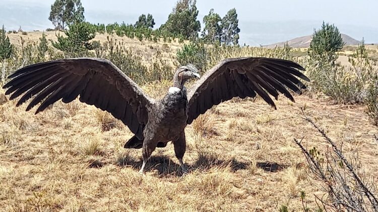 El cóndor andino Jach'a vuelve a su casa. Foto: Gobernacion de Cochabamba