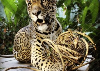 En el país hay 18 refugios de animales con autorización y 22 todavía lo tramitan