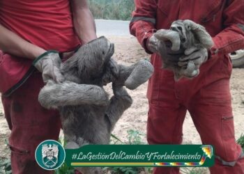 Bomberos salvan a osos porezosos de los incendios. Foto: Policía Boliviana
