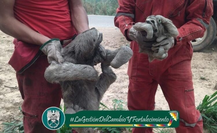 Bomberos salvan a osos porezosos de los incendios. Foto: Policía Boliviana